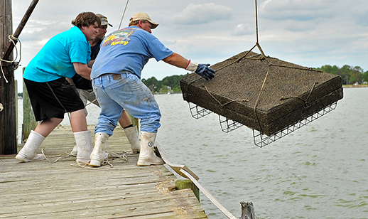 Ted Cooney and his partners bend their backs to hoist a cage of oysters onto the dock at Madhouse Oysters. Credit: Madhouse Oysters